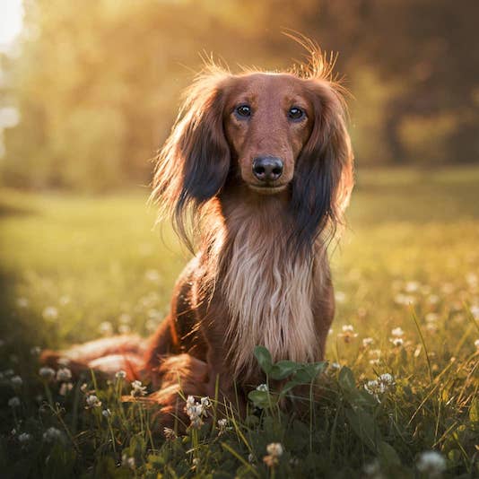 Dachshund
